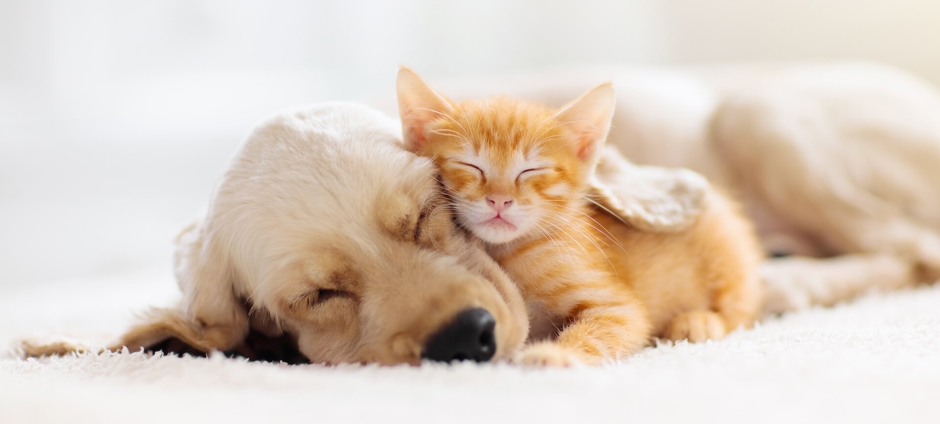 shutterstock_1479239243