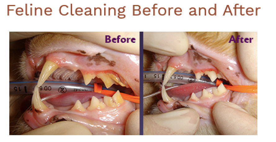 Before and After photos of a cat's mouth showing the effectiveness of dental cleaning procedures