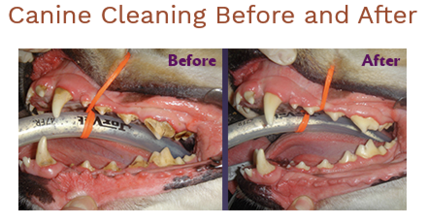 Before and After photos of a canine's mouth showing the effectiveness of dental cleanings
