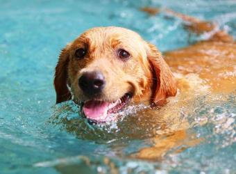 Dog Sunburn Prevention: 5 Tips for the Best Sun Protection for Dogs
